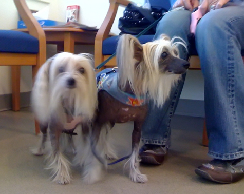 chinese crested_sm.jpg